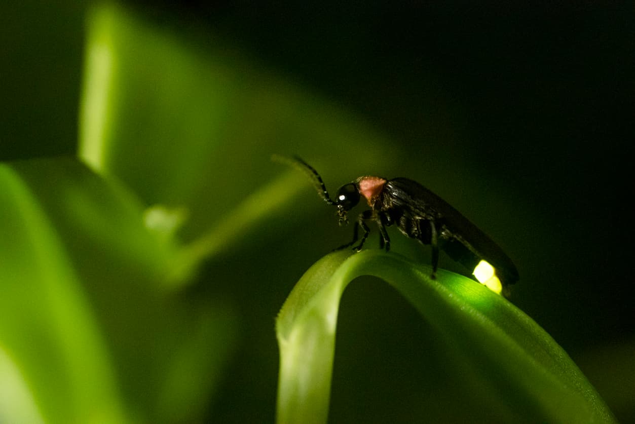 Glowing Bugs That Aren’t Fireflies