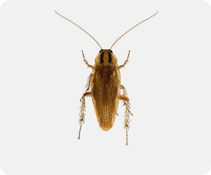 German Cockroaches