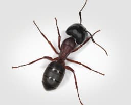 Carpenter Ants
