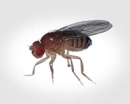 Fruit Flies