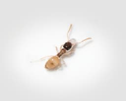 Ghost Ants