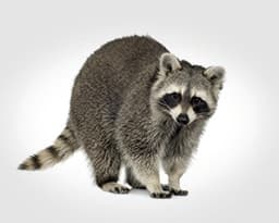 Raccoons