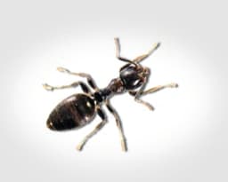 White-Footed Ants