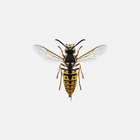 Stinging Insects