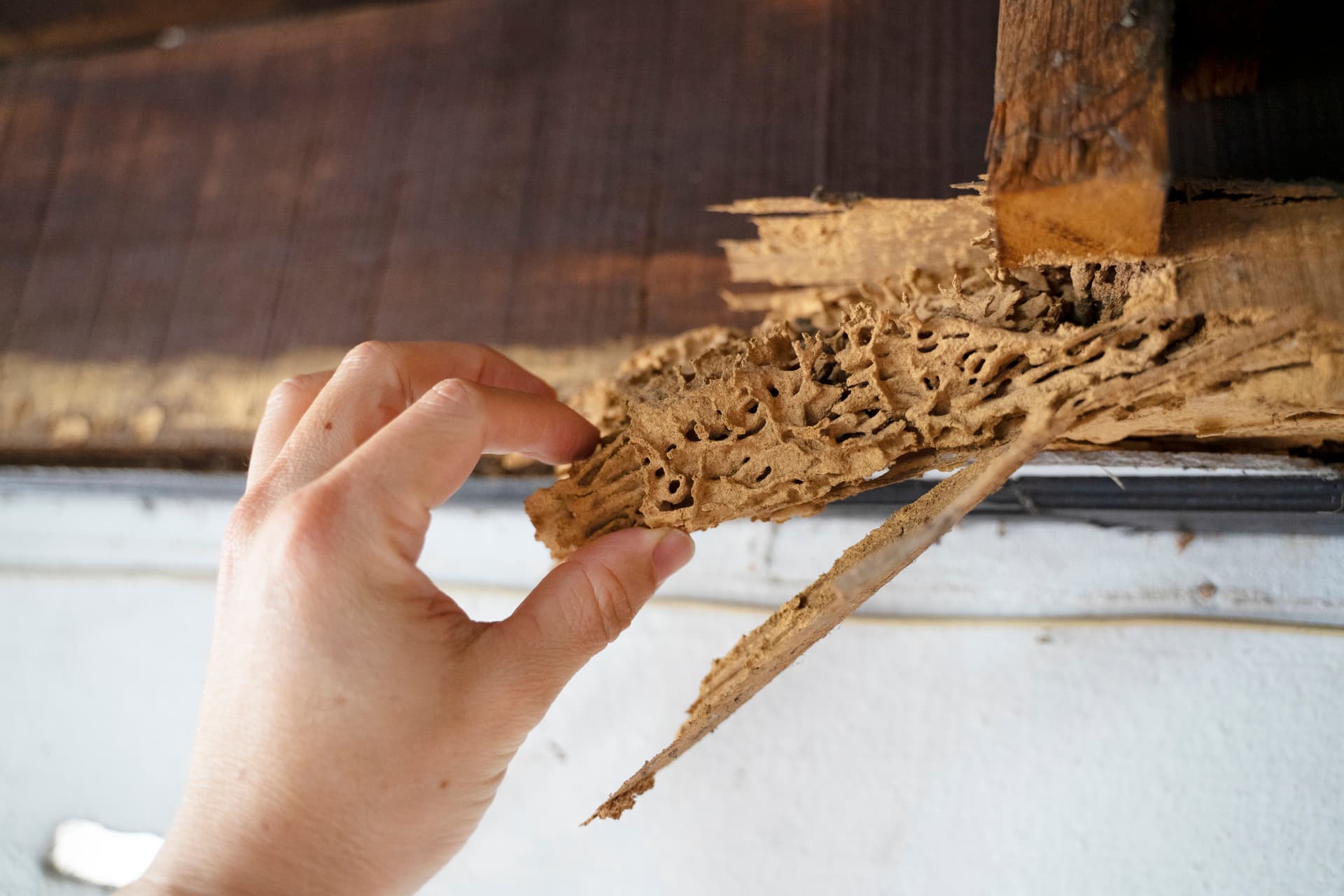 Sagging Wood