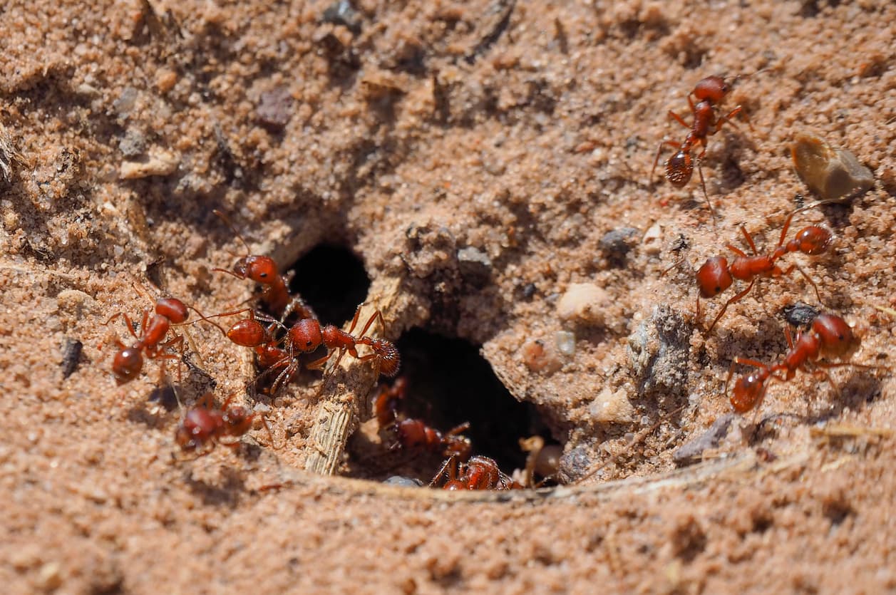How To Extinguish Fire Ants Before They Take Over