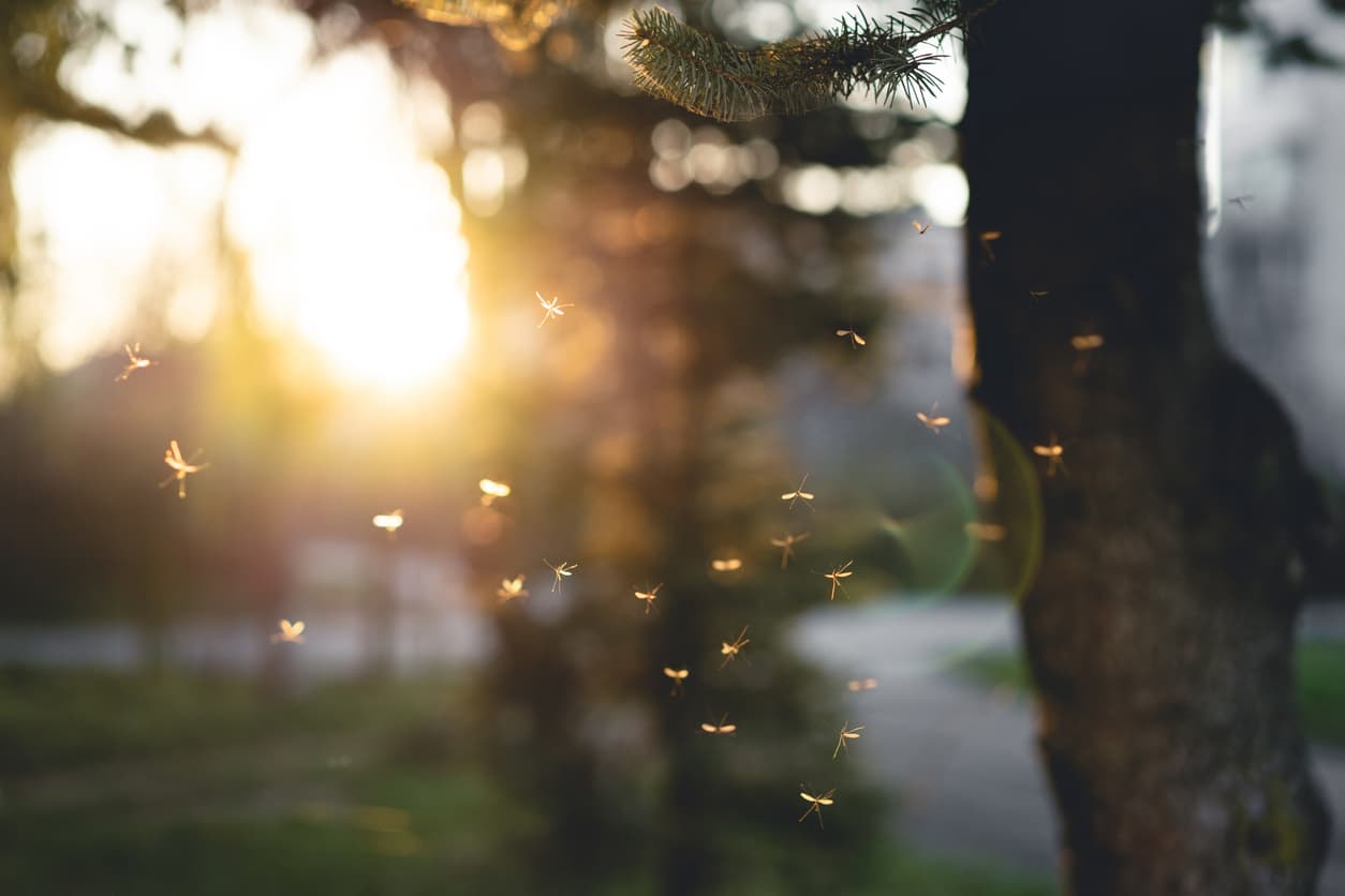 Why Do Mosquitoes Love My Yard and How Can I Stop Them?