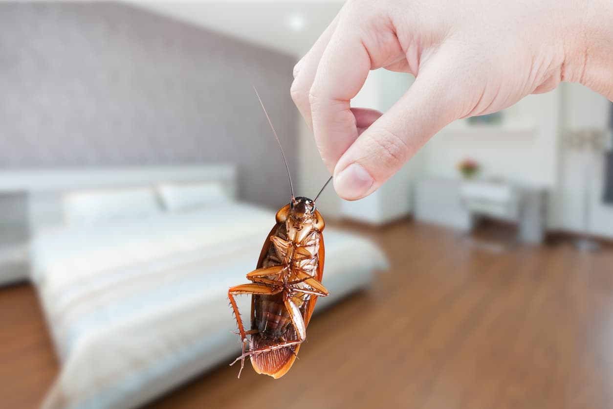 Let’s Broach the Roach Subject: Are They Really Indestructible?