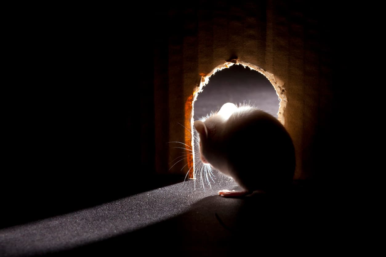 Did That Just Squeak? Check These Unusual Places for Mice and Rats