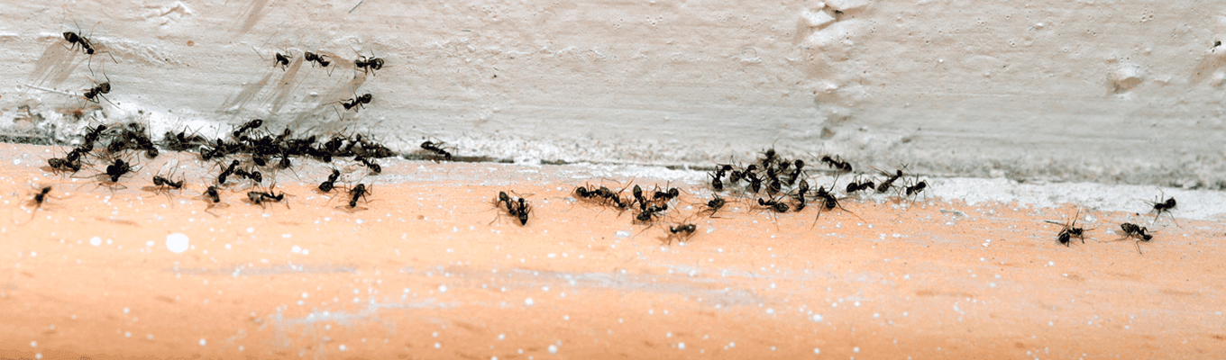 ant control