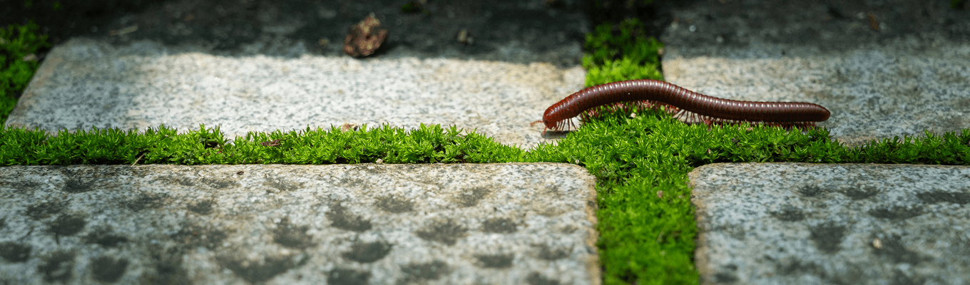 Millipede Control
