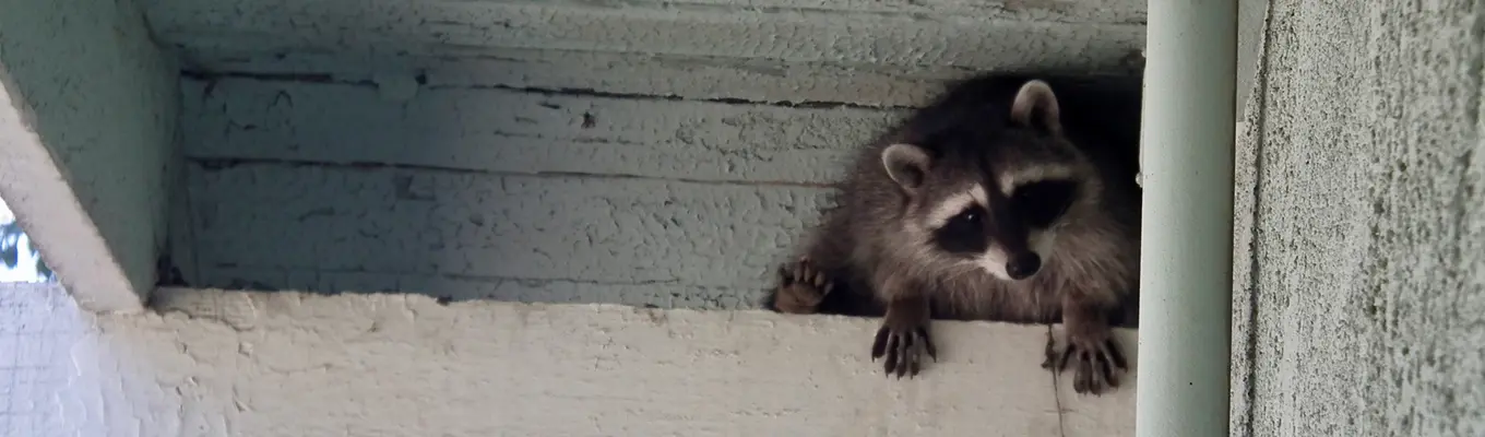 Raccoon Control