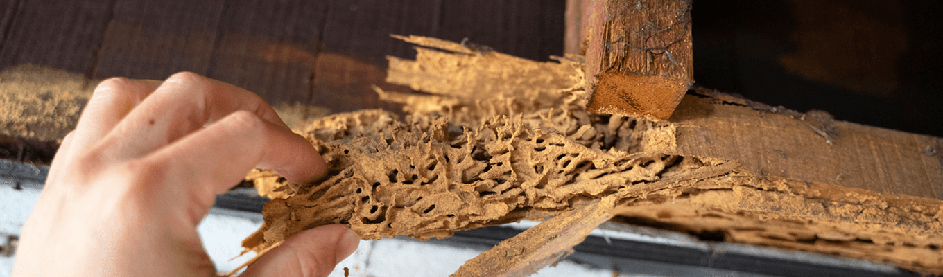 Termite Control & Prevention Services
