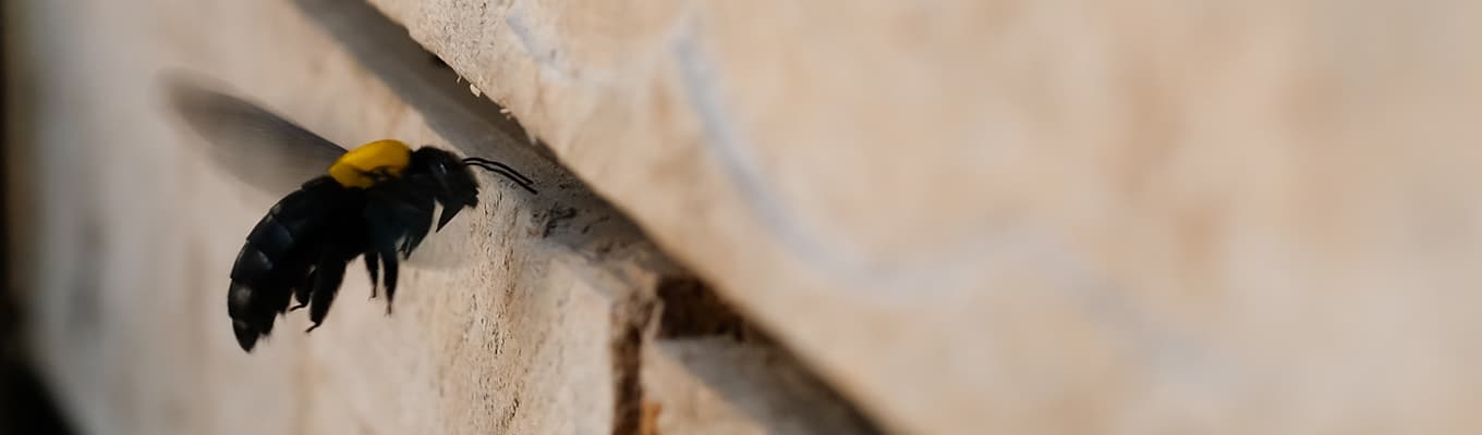 Carpenter Bee Control