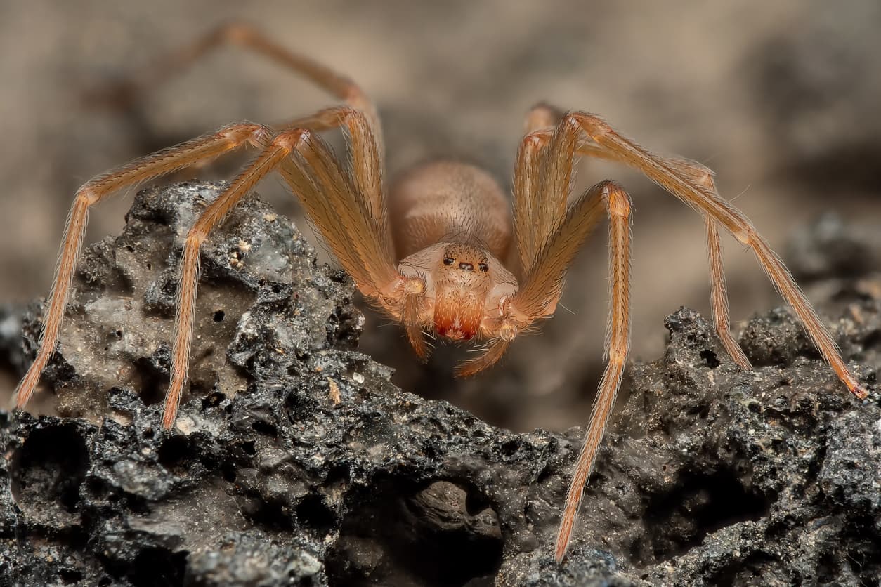 How to Tell the Difference Between Harmless and Venomous Spiders