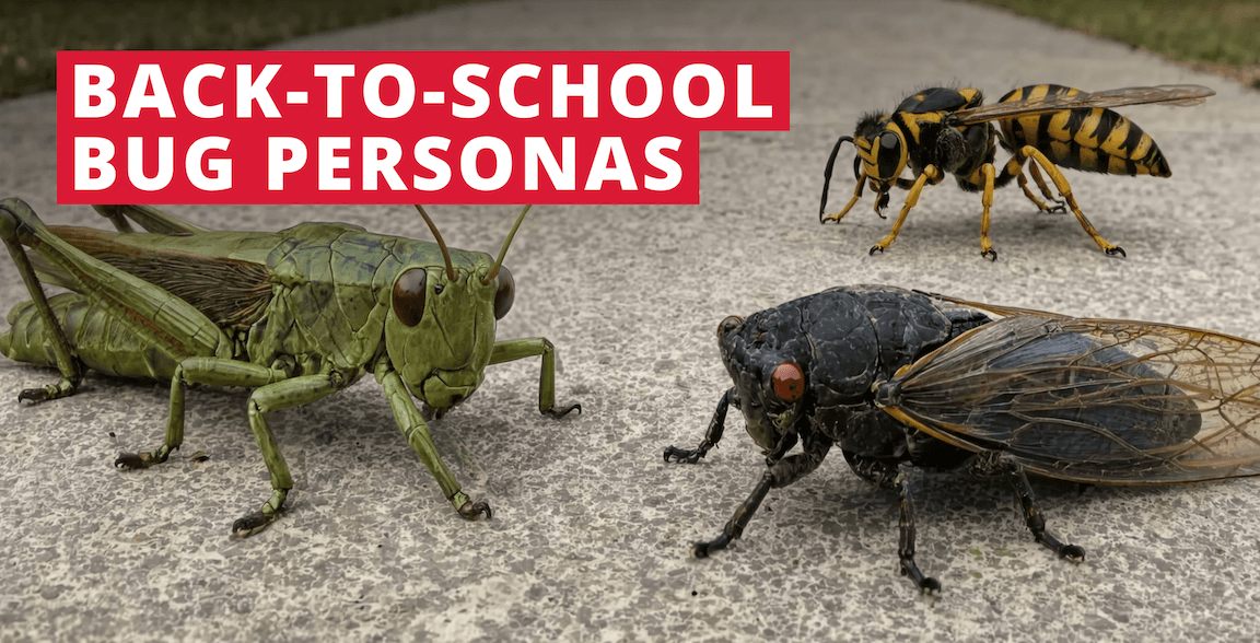 Meet the Classmates Living in Your Backyard