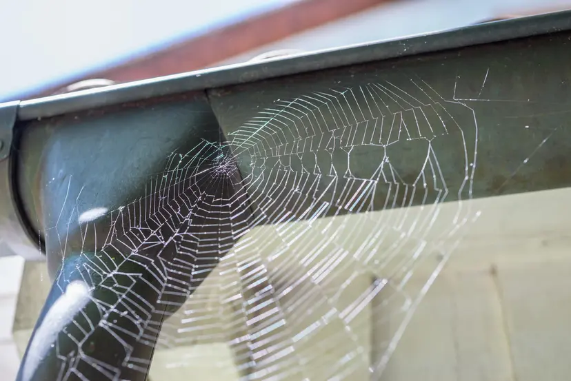 Haunted or Infested? The Creepy Clues Hiding in Your House