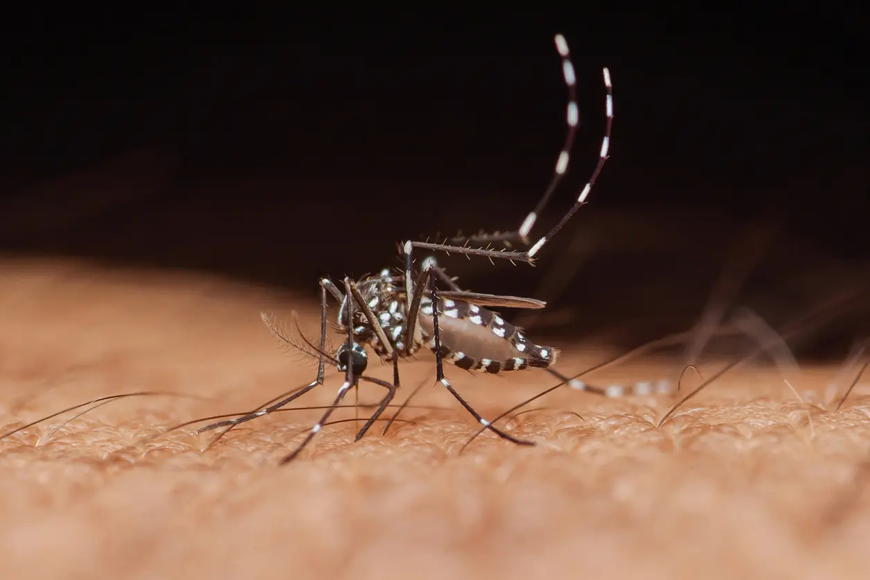Second Summer, Same Mosquitoes: Why Your Yard Still Has Uninvited Guests