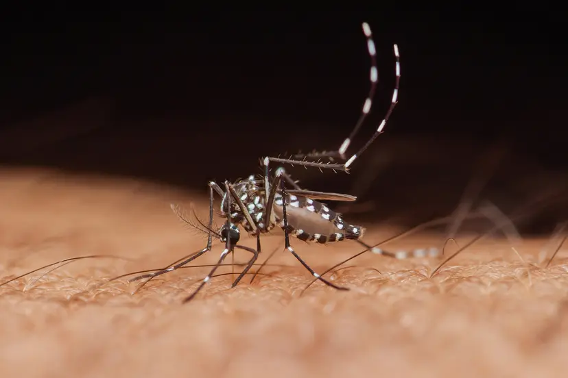 Second Summer, Same Mosquitoes: Why Your Yard Still Has Uninvited Guests
