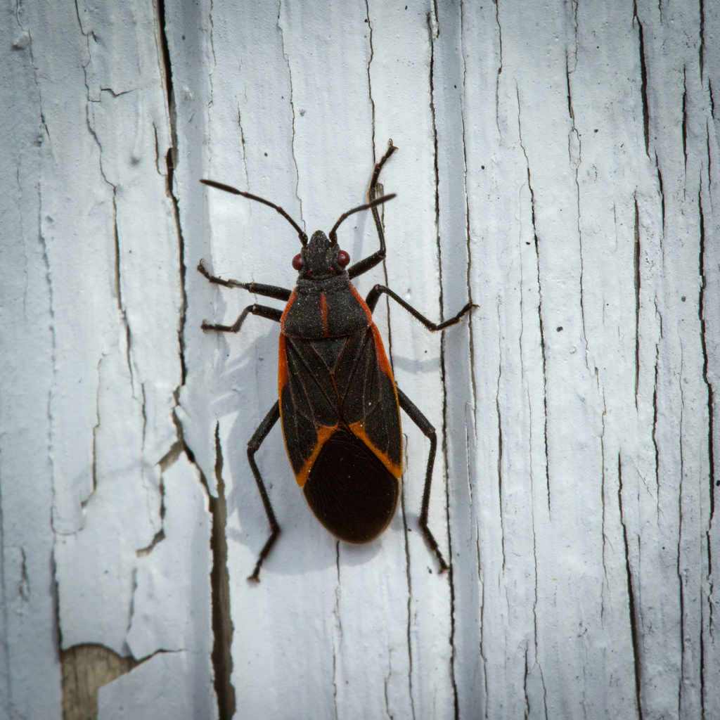 Boxelder Bugs