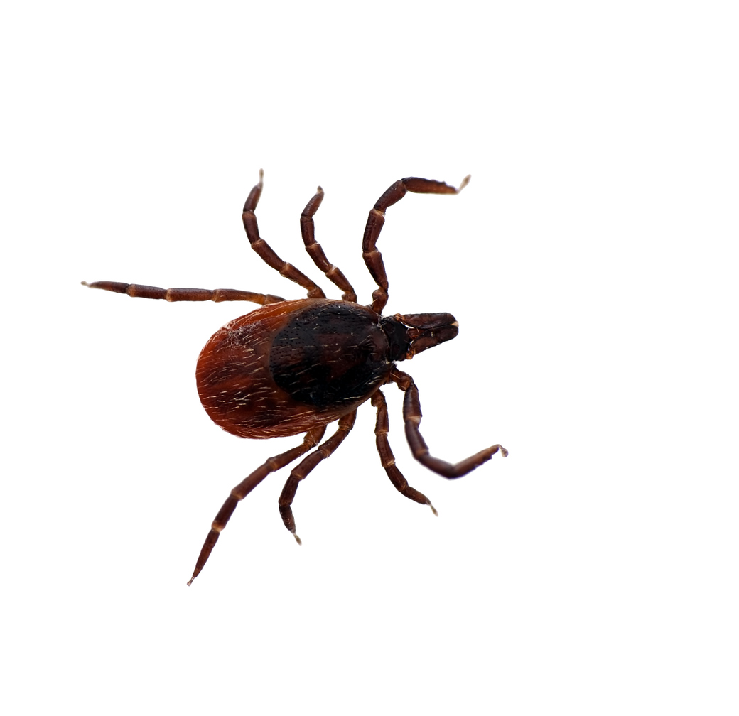 Deer Ticks