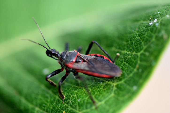 Kissing Bugs