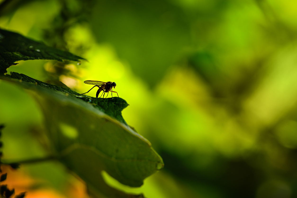 Mosquito on green leaf