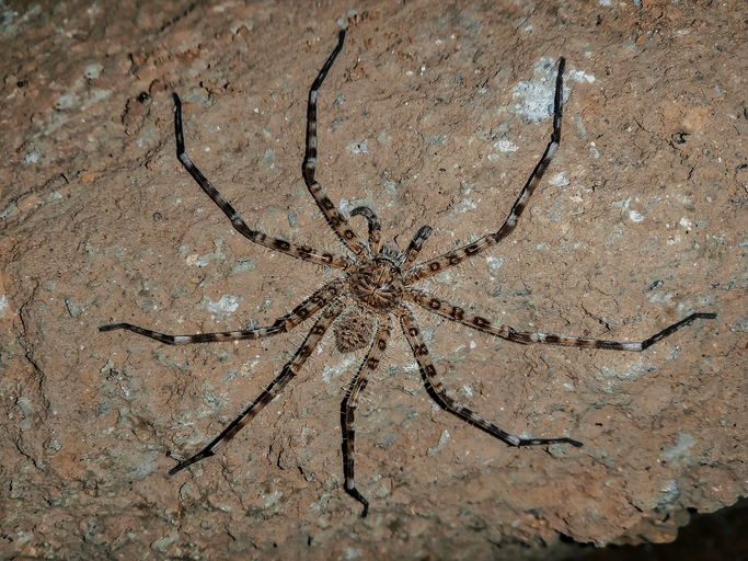 Huntsman Spider