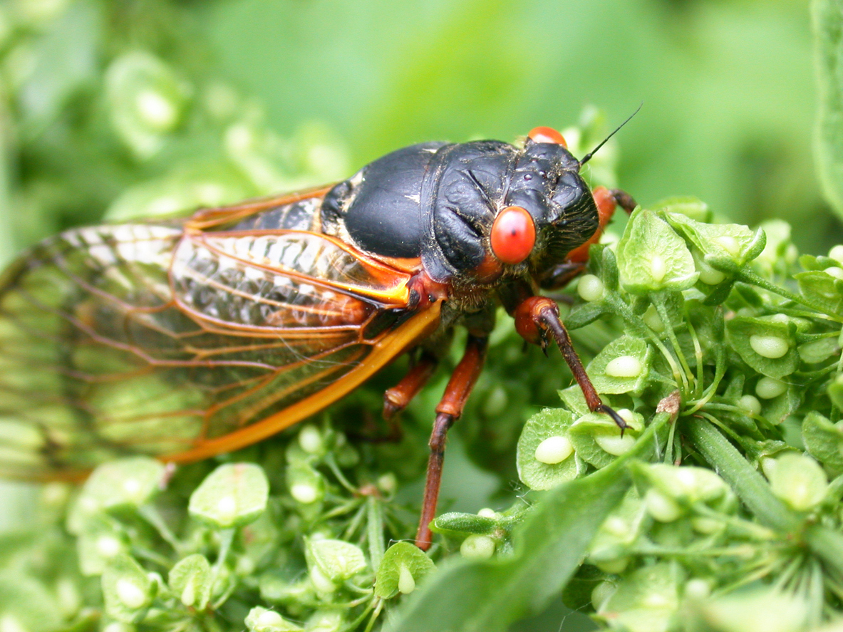 Cicada