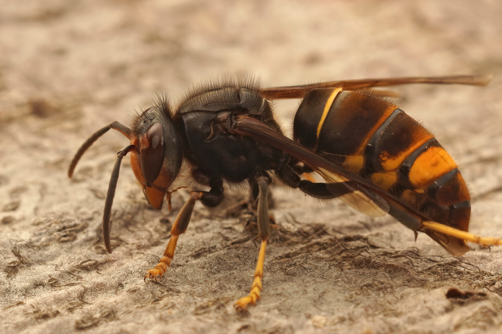 Yellow Legged Hornets