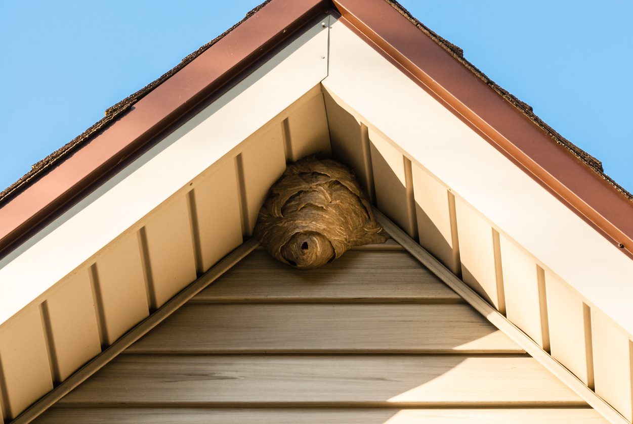 Stinging Insect Nest