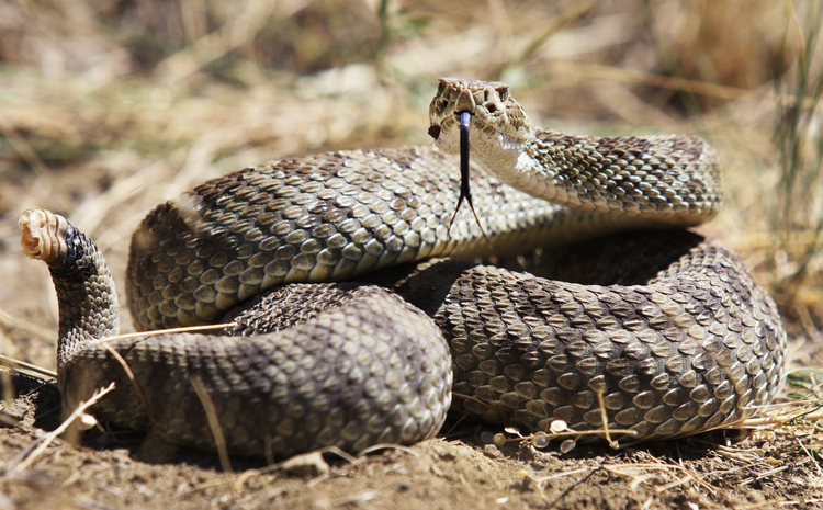 Rattlesnakes