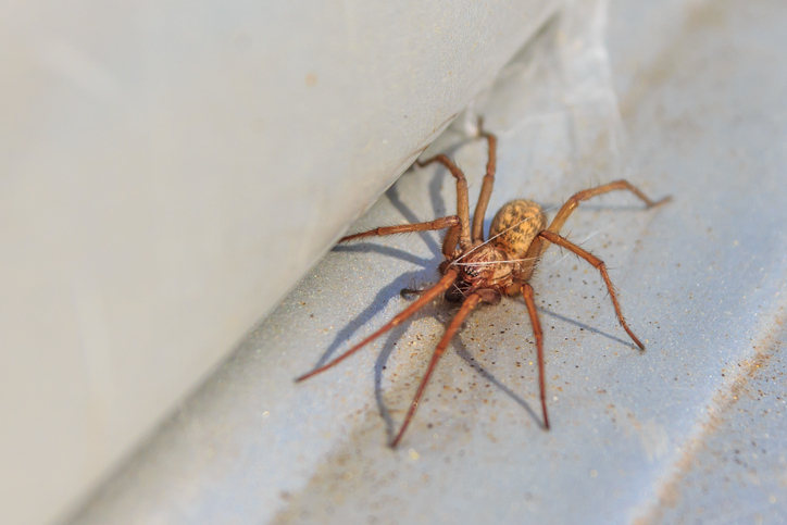 Hobo Spider