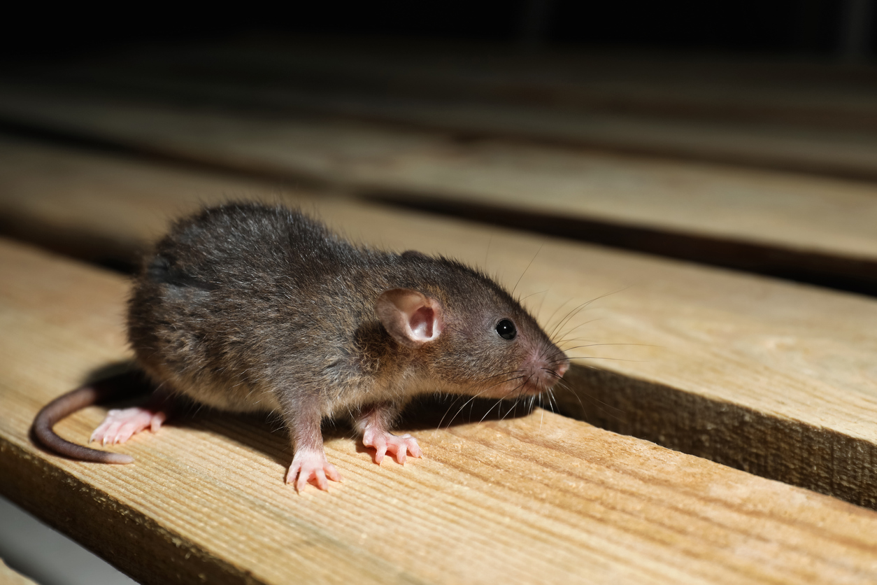 Rodent Control: Rodent Removal & Exclusion in Southwest FL