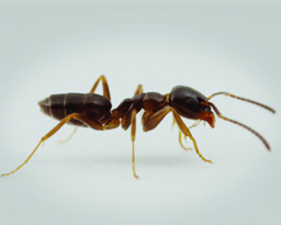 Odorous House Ants