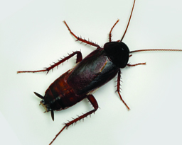 Oriental Cockroaches