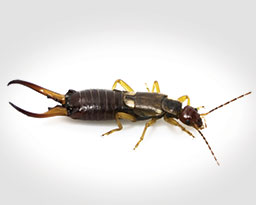 Earwigs