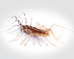 House Centipedes