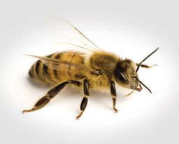 Africanized Bees