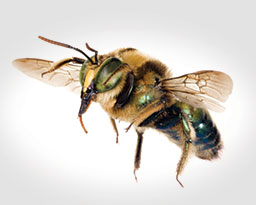 Carpenter Bees