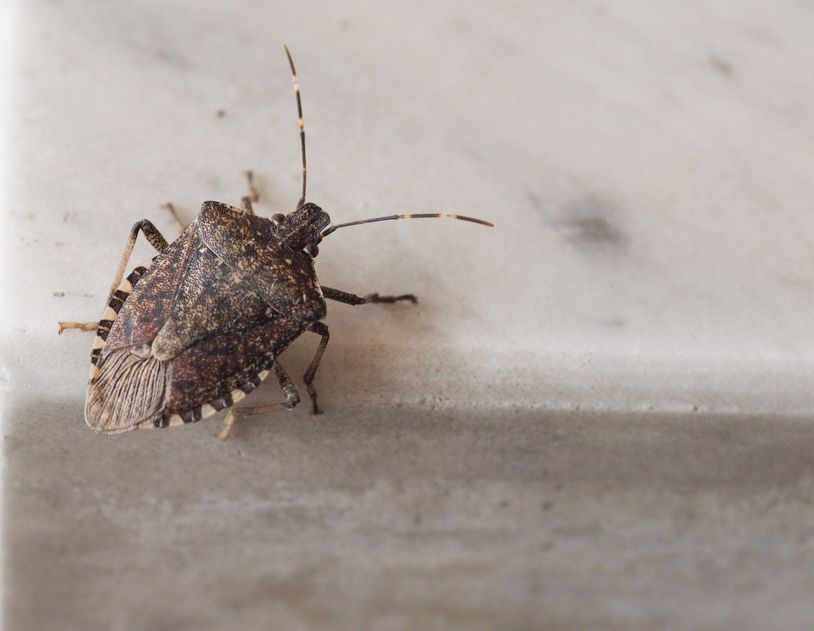 What Smells? Stink Bugs and Why They’re in Your Home