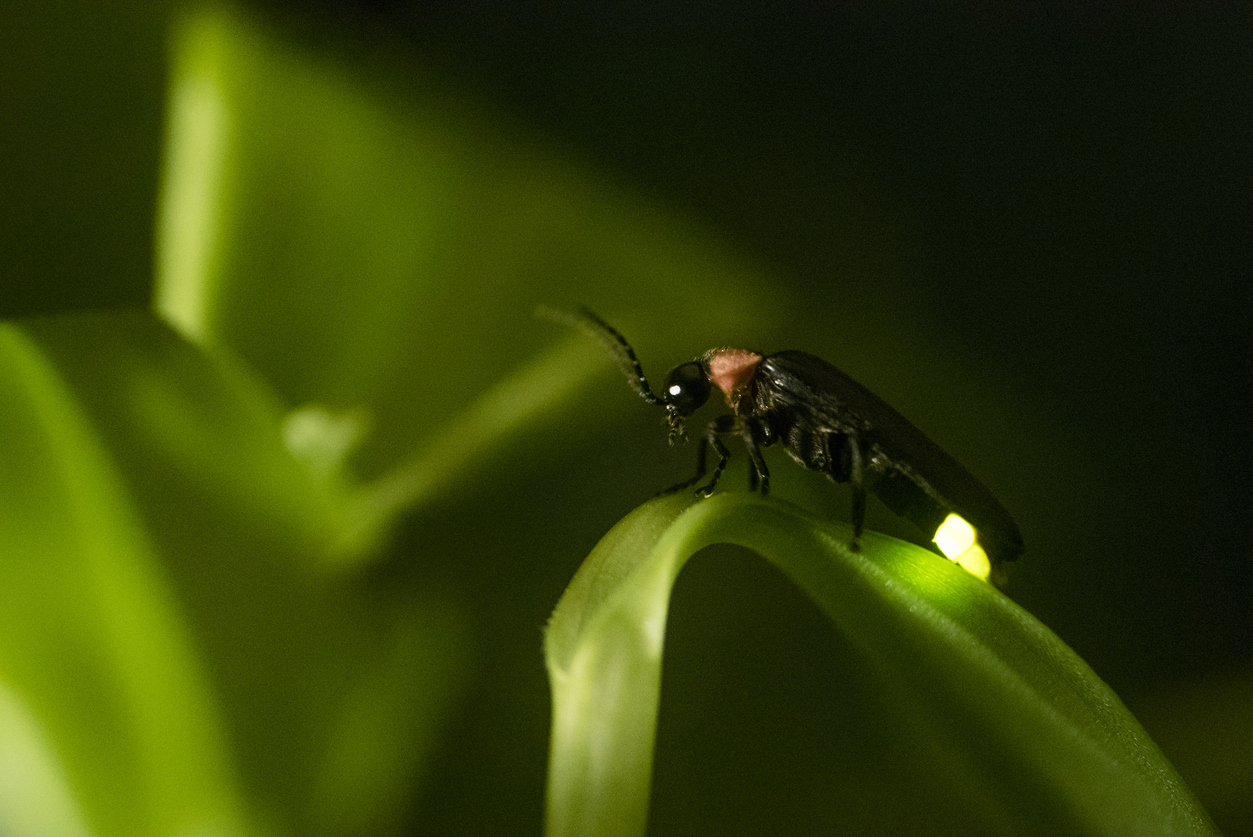 Glowing Bugs That Aren't Fireflies