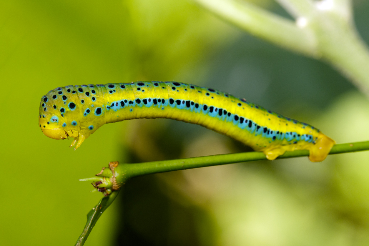 Show-Stopping Caterpillars: Ranked from Cute to Creepy