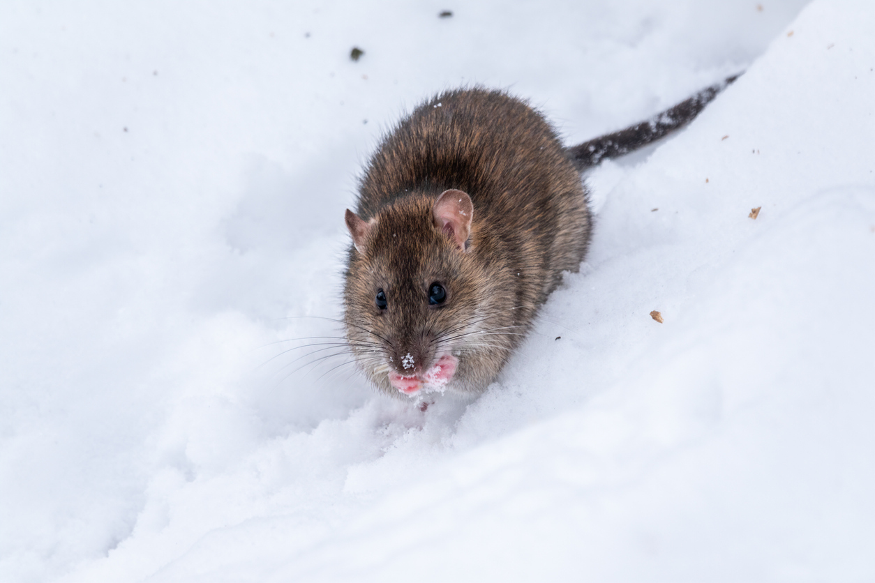 4 Ways to Make Your Home Rodent-Proof This Winter