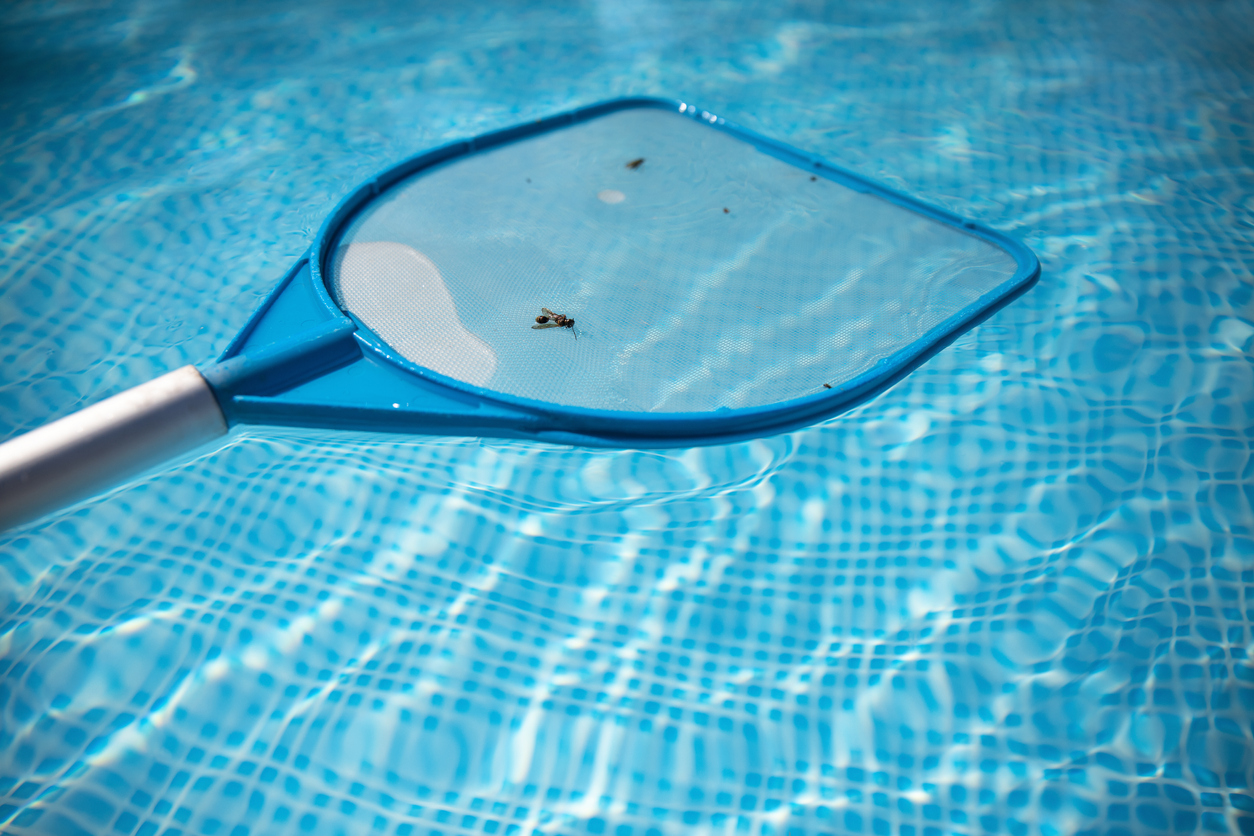 Monsters From the Deep: 5 Bugs You May Find in Your Pool This Summer