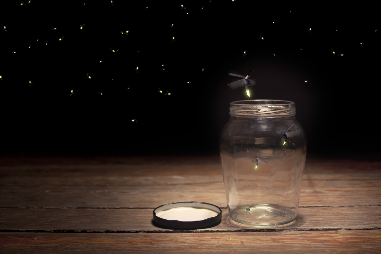 Fireflies: All You Need to Know About Summer’s Favorite Bug