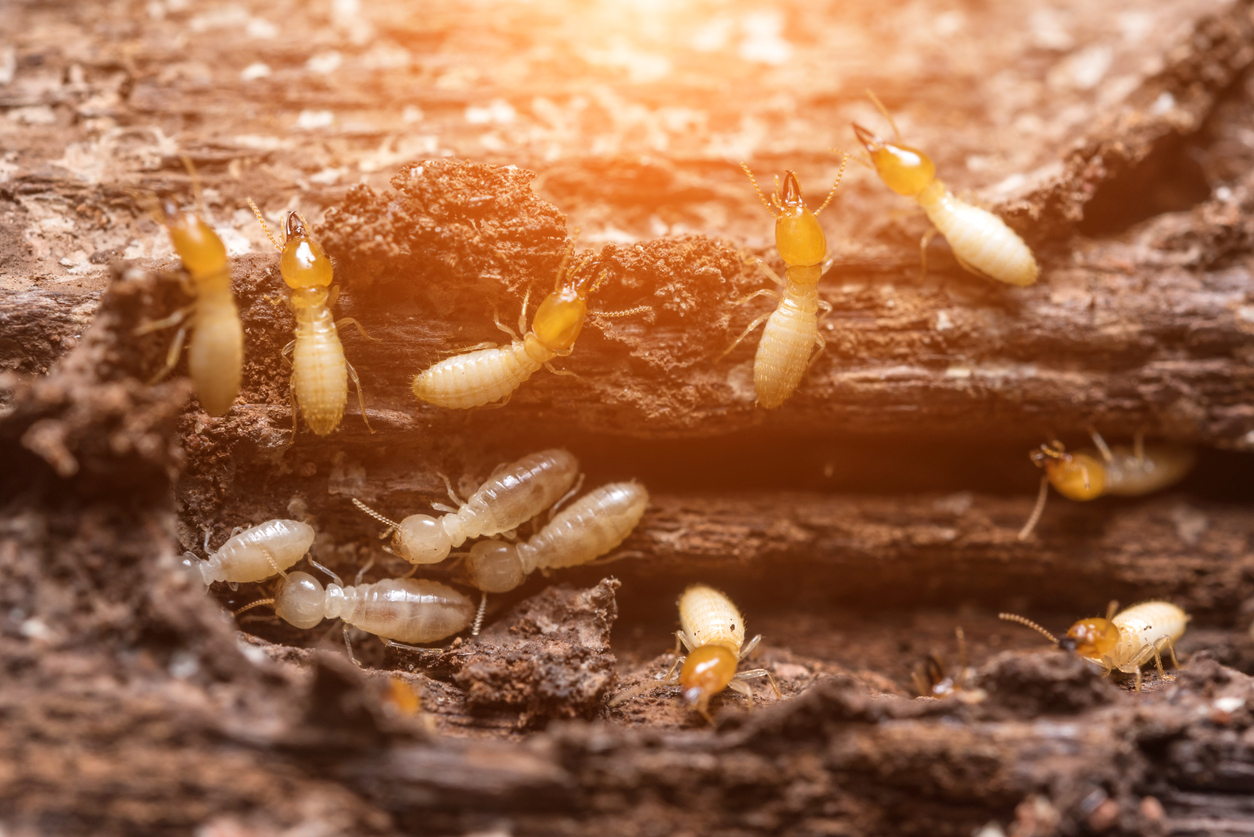 10 Terrifying Termite Facts