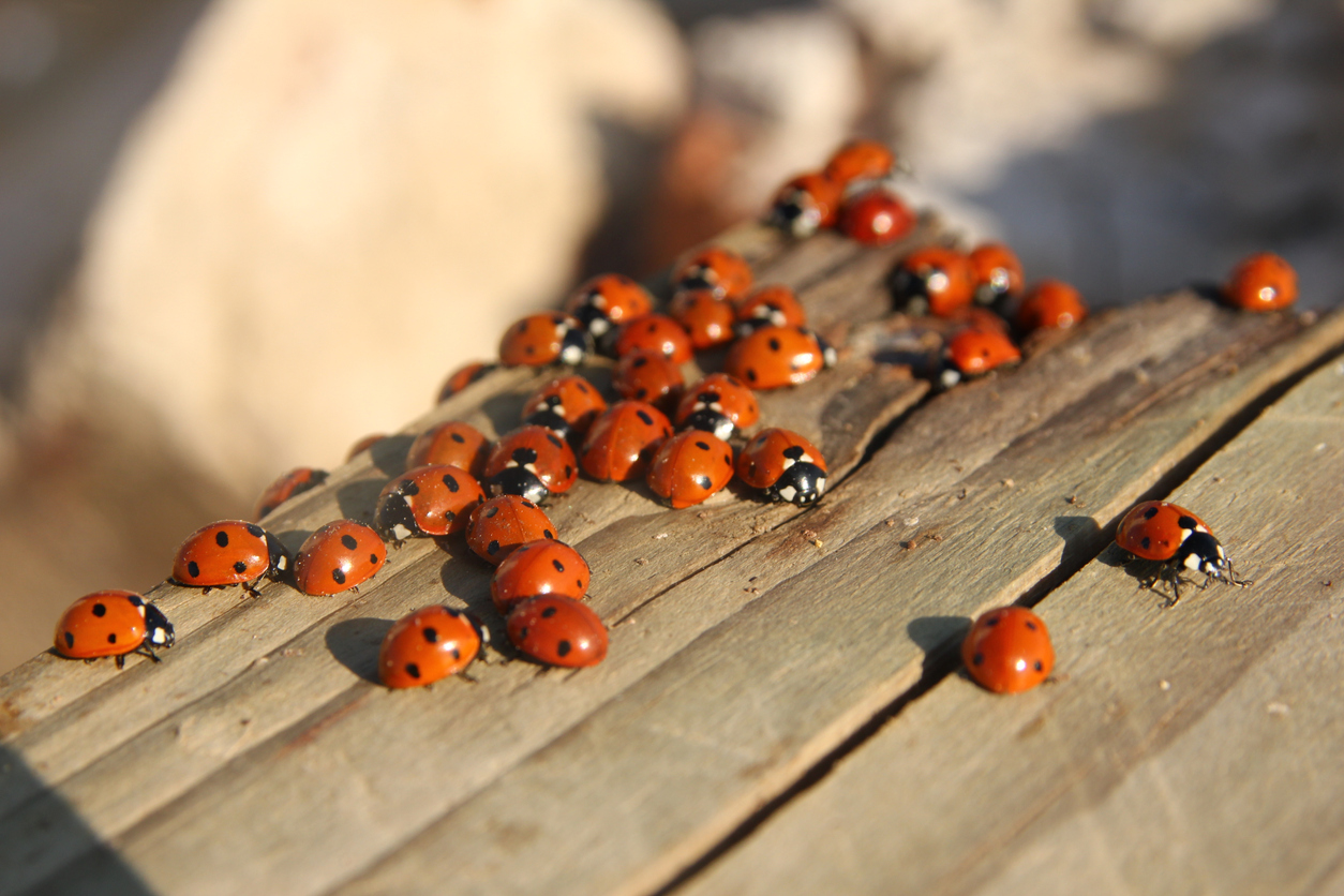 Is Your Home a Ladybug Oasis? Try These Ways To Keep Them Out