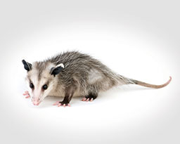 Opossum, Rat & Bat Removal Service