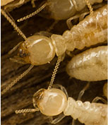 Termite Control for Homeowners